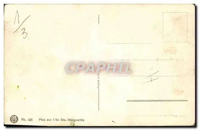 Sosny na wyspie Świętej Margarety — F. Levis — STF Nr 426 — Rewers