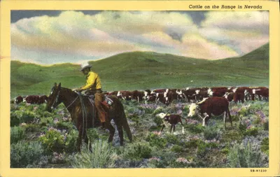 Gado no Deserto do Nevada — série SB-H1230 — editor C.T. Art Co. Chicago