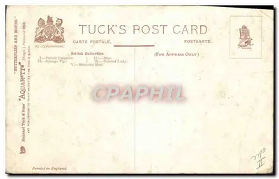 Motyle — Brytyjskie motyle — Tuck's Post Card — Rewers