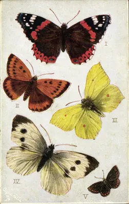 Cinco borboletas britânicas — Raphael Tuck & Sons, n° 1 a 5