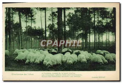 Arredores de Léon — Os rebanhos nas landes — Gabriel DUFAL