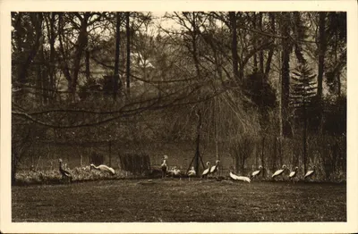 Parc Zoologique de Clères (Seine Inf.) — Grues diversas — Edição do Parc Zoologique de Clères