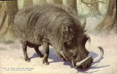 पूर्वी अफ्रीकी वार्ट-हॉग — न्यू यॉर्क जूलॉजिकल पार्क — प्रकाशक एनवाईजेपी, संख्या 7467 बी