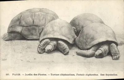 Paris — Jardim das Plantas — Tartarugas elefantes, Testudo elephantina. Ilhas Seychelles.