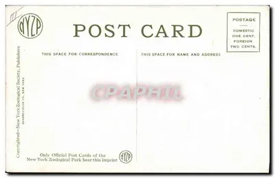 Tapir e filhote — New York Zoological Park — editor NYZP, n° 4109 B — Verso