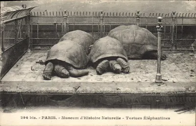 Tartarugas Elefantes — Museu de História Natural — Paris — n° 296 bis