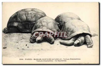 Tartarugas Elefantes — Paris - Museu de História Natural - Ilha Seychelles