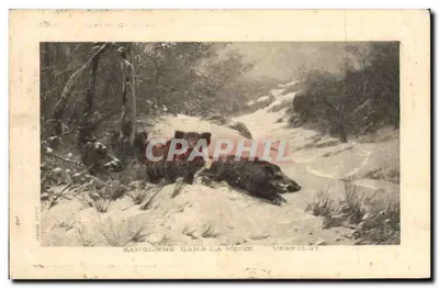 बर्फ में सूअर — वर्फोल्ग्ट — टैने 17772