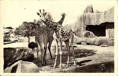 Girafas e avestruz — Jardim Zoológico de Vincennes — A. Lecontré, 18 Rue Sainte-Croix, Paris