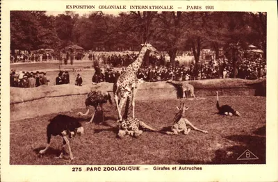 Parque Zoológico — Girafas e Íbis — Exposição Colonial Internacional — Paris 1931