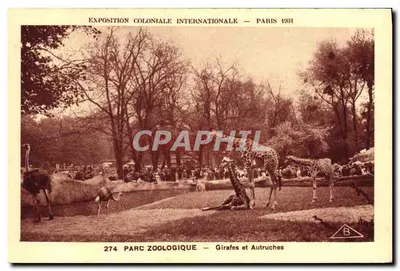 Parque Zoológico — Girafas e Avestruz — Exposição Colonial Internacional Paris 1931