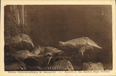 Oceanographic Station of Salammbô — Aquarium of Sepia officinalis — Photo Argra Toulouse