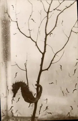 Father Hippocampus and His Little Ones — Oceanographic Station of Salammbô — "Real-Photo" C. Art. Strasbourg