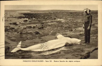 White Whale of the Arctic Regions — Eskimo Missions — Series XII — Publisher Orléan