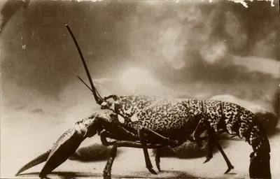 Crab — Oceanographic Station of Salammbô — Oceanographic Station of Salammbô — C.A.P. Strasbourg