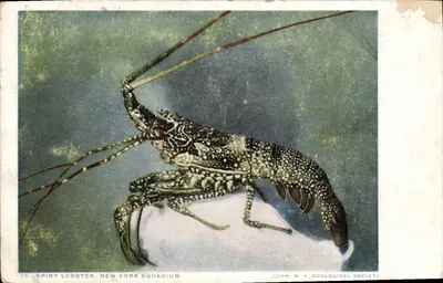 Spiny Lobster, New York Aquarium — N.Y. Zoological Society, no. 26