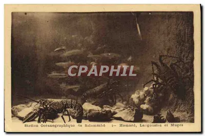 Oceanographic Station of Salammbô — Crabs, Lobsters and Shrimps — Photo by M. Maurer, ARCRA Toulouse