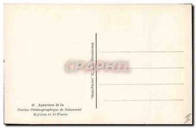 Akwarium Stacji Oceanoograficznej Salammbô — St-Pierre — "Real-Photo" C. A. P. Strasbourg — Rewers