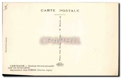 Aquário de Cartago — Estação Oceanográfica de Salammbô — Corvina nigra — Verso