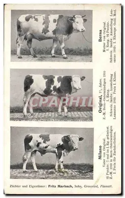 Schweizer Rinder — Landwirtschaftliche Ausstellung Lausanne 1910 — Züchter Fritz Marbach