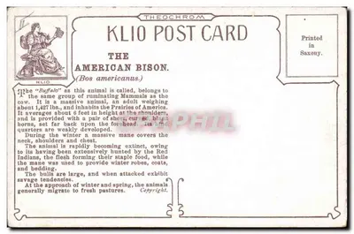 Amerikanischer Bison — (Bos americanus) — Klio Post Card, gedruckt in Sachsen — Rückseite
