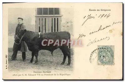 Taureau Durham — offert par S.M. Edouard VII au Président de la République — B.F. Paris