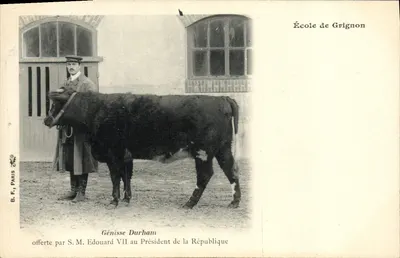 Génisse Durham — Schule von Grignon — B.F. Paris