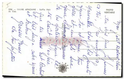 Buffle Czarny — Afryka Południowa — Wydawnictwo W.A. QUI, Paryż, nr 2306 — Rewers
