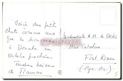 Bilhete postal moderno Gato Cachorro Filhote — Verso