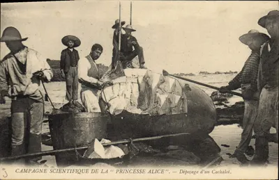 Walfleischung — Wissenschaftliche Expedition der "Prinzessin Alice"