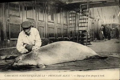 Fellung eines Seebären an Bord — wissenschaftliche Expedition der "Princesse Alice"