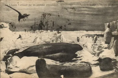 Le « Gauss » entouré par les animaux antarctiques — Palais de la Mer - Section Allemande