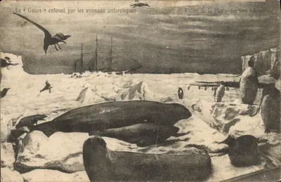 Das « Gauss » umgeben von antarktischen Tieren — Palais de la Mer - deutsche Abteilung