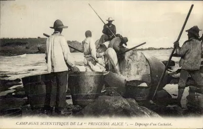 Dépecage d'un cachalot — Campagne scientifique de la "Princesse Alice"