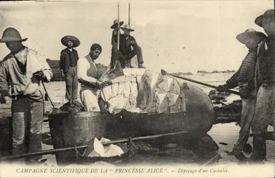 Walfleischschlachten — Wissenschaftliche Expedition der "Prinzessin Alice"