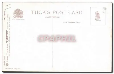 Cachorro e gato — ilustração — Tuck's Post Card, n° 9462 — Verso