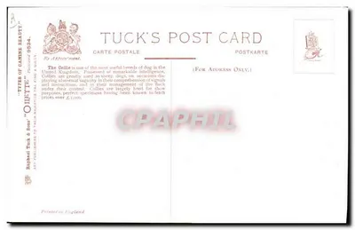 Dois Collies — Tuck's Post Card n° 9534 — Raphael Tuck & Sons — Verso