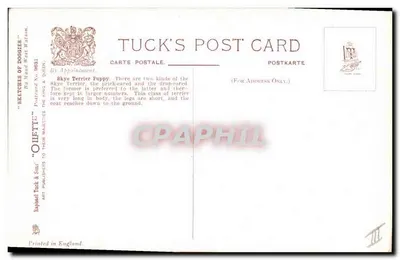 Skye Terrier filhote — por Maud West Watson — Tuck's Post Card, série N° 8831 — Verso