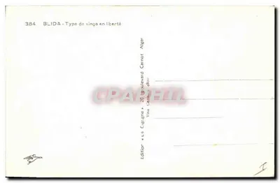 Blida - Tipo de macaco em liberdade — Carnot, Alger — Verso