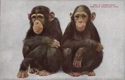 Chimpanzés — New York Zoological Park — éditeur NYZP