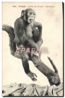 Paris — Jardin des Plantes — Chimpanzé — n°266