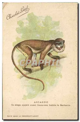 Ascagne — weißnasiger Affe aus Barbary — veröffentlicht von Chocolat-Louit