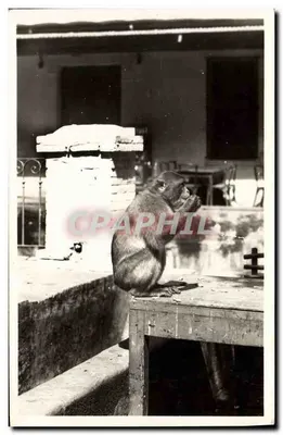 Blida - Type de singe en liberté — Édition « La Cigogne », Alger