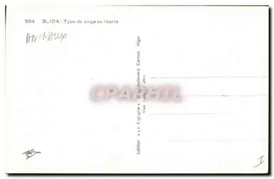 Blida - Type de singe en liberté — Édition « La Cigogne », Alger — Verso