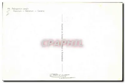 Gerânio — Pelargonium zonale — editor Th. & Cyger, n° 771 — Verso