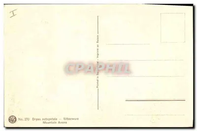 Dryas octopetala — Silberwurz — STAF, n° 270 — Verso