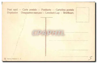 Ramal de bétula — folhas e castanhas — série Natura f. 8 — Verso