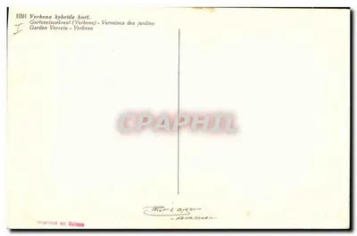 Verveine dos jardins — Verbenen híbrido — edição Thorle Opper — Verso