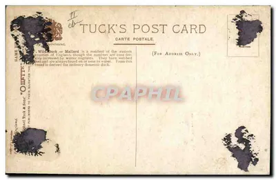 Canards sauvages — scène de marais — éditeur Tuck's Post Card — Verso