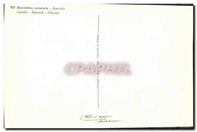 Hyacinten in potten — roze variëteit — Phot-Éyger, n°829 — Achterkant